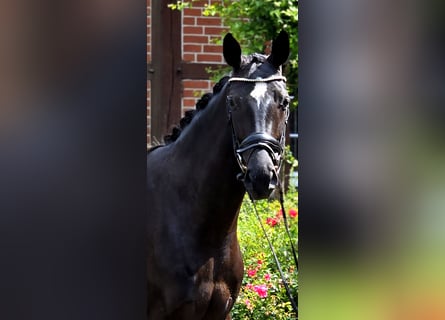 Oldenburg, Giumenta, 4 Anni, 166 cm, Morello