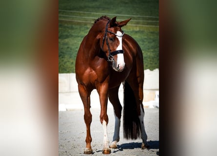 Oldenburg, Giumenta, 4 Anni, 166 cm, Sauro scuro
