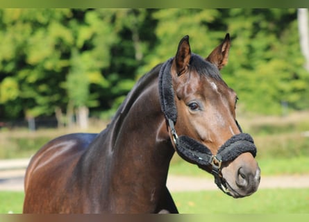 Oldenburg, Giumenta, 4 Anni, 167 cm, Baio