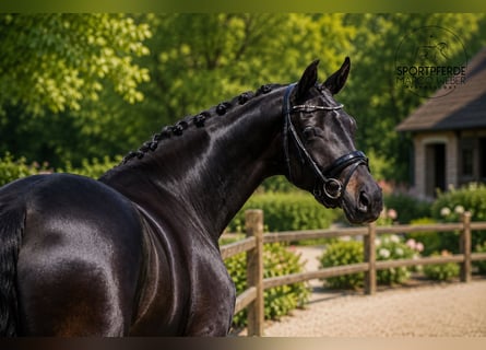Oldenburg, Giumenta, 4 Anni, 167 cm, Baio nero