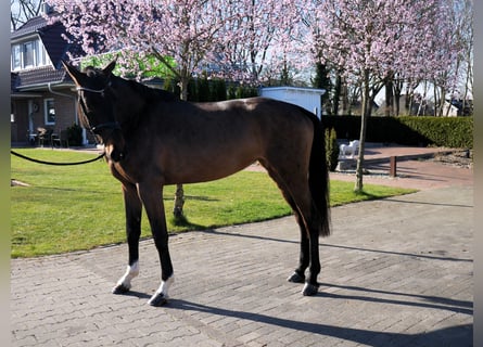 Oldenburg, Giumenta, 4 Anni, 167 cm, Baio scuro