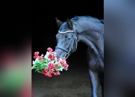 Oldenburg, Giumenta, 4 Anni, 167 cm, Morello