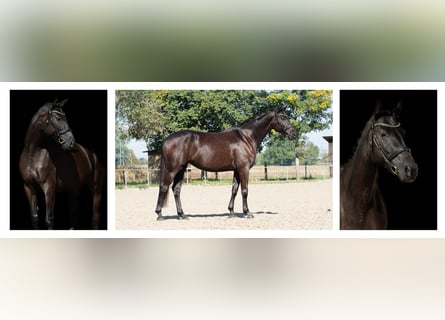 Oldenburg, Giumenta, 4 Anni, 167 cm, Morello