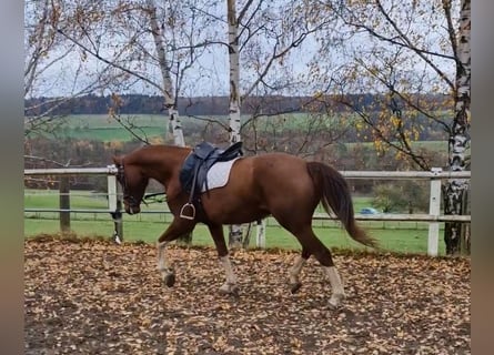 Oldenburg, Giumenta, 4 Anni, 167 cm, Sauro