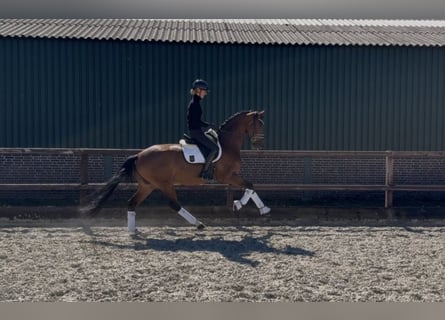 Oldenburg, Giumenta, 4 Anni, 168 cm, Baio