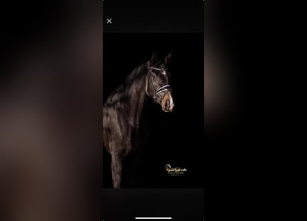 Oldenburg, Giumenta, 4 Anni, 168 cm, Baio nero