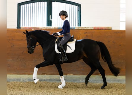 Oldenburg, Giumenta, 4 Anni, 168 cm, Baio scuro