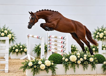 Oldenburg, Giumenta, 4 Anni, 168 cm, Sauro
