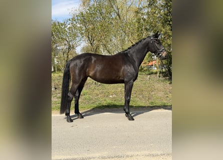 Oldenburg, Giumenta, 4 Anni, 169 cm, Baio