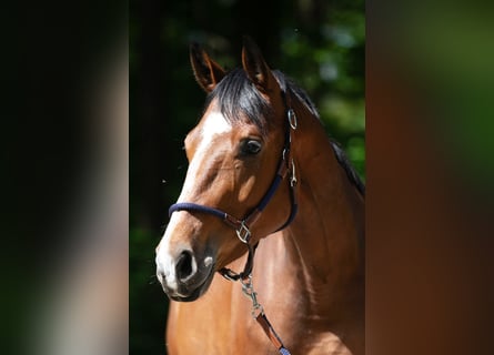 Oldenburg, Giumenta, 4 Anni, 170 cm, Baio