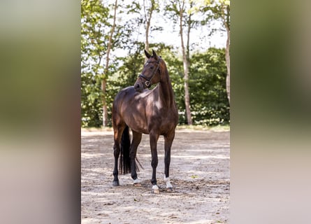Oldenburg, Giumenta, 4 Anni, 170 cm, Baio scuro