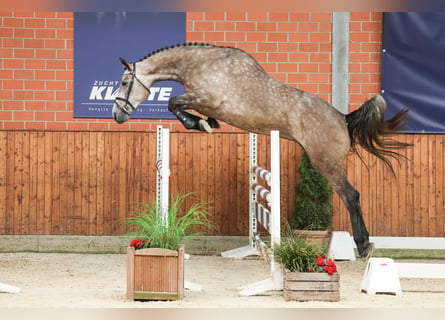 Oldenburg, Giumenta, 4 Anni, 170 cm, Grigio