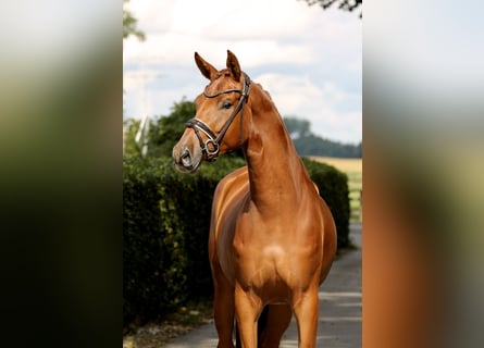 Oldenburg, Giumenta, 4 Anni, 170 cm, Sauro