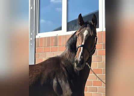 Oldenburg, Giumenta, 4 Anni, 172 cm, Baio