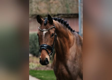 Oldenburg, Giumenta, 4 Anni, 172 cm, Baio