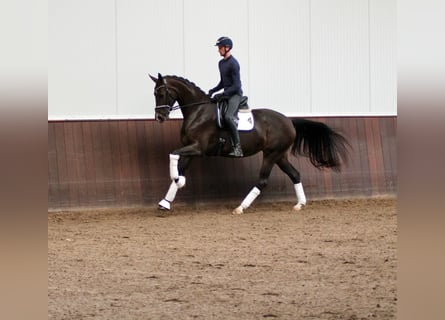 Oldenburg, Giumenta, 4 Anni, 172 cm, Baio scuro