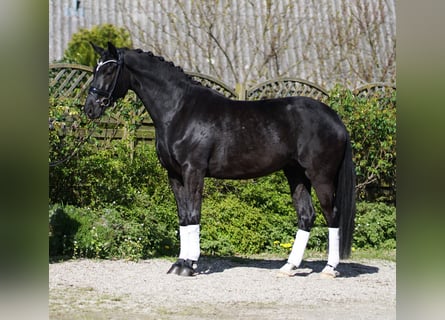 Oldenburg, Giumenta, 4 Anni, 172 cm, Morello