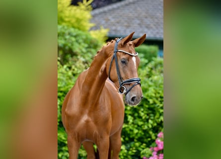 Oldenburg, Giumenta, 4 Anni, 172 cm, Sauro
