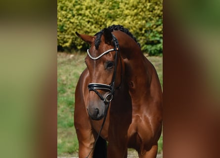Oldenburg, Giumenta, 4 Anni, 173 cm, Baio