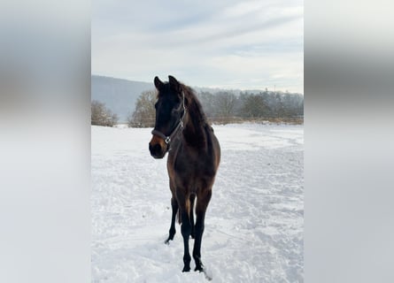 Oldenburg, Giumenta, 4 Anni, Baio scuro