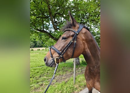 Oldenburg, Giumenta, 5 Anni, 160 cm, Baio scuro