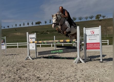 Oldenburg, Giumenta, 5 Anni, 163 cm, Leopard