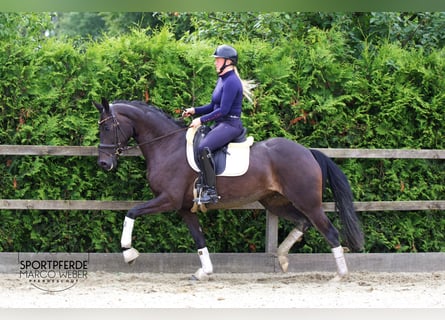 Oldenburg, Giumenta, 5 Anni, 164 cm, Baio scuro