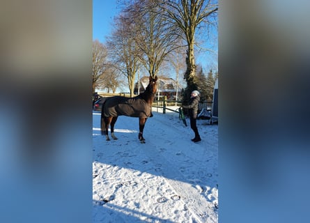 Oldenburg, Giumenta, 5 Anni, 165 cm, Baio scuro