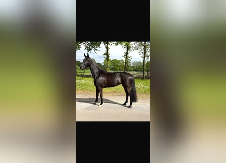 Oldenburg, Giumenta, 5 Anni, 165 cm, Morello