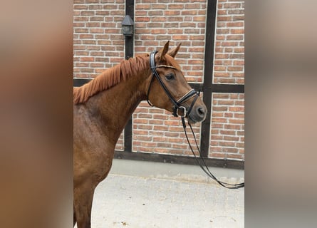 Oldenburg, Giumenta, 5 Anni, 165 cm, Sauro