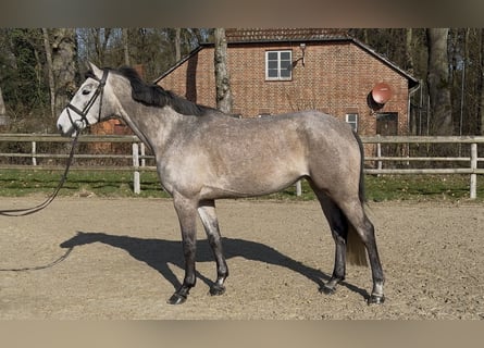 Oldenburg, Giumenta, 5 Anni, 166 cm, Grigio