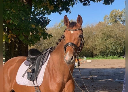 Oldenburg, Giumenta, 5 Anni, 167 cm, Baio