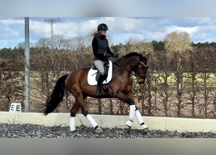Oldenburg, Giumenta, 5 Anni, 167 cm, Baio