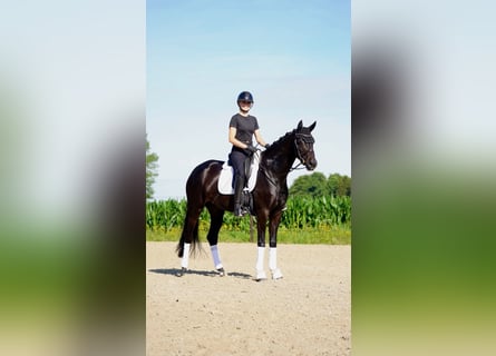 Oldenburg, Giumenta, 5 Anni, 167 cm, Morello