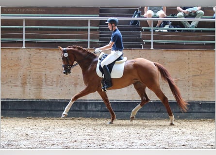 Oldenburg, Giumenta, 5 Anni, 167 cm, Sauro