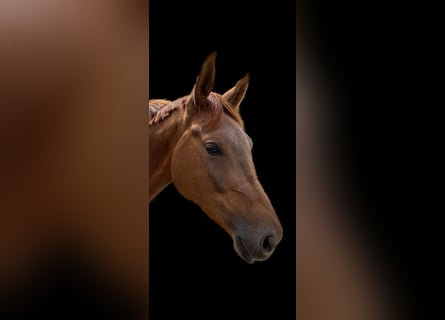 Oldenburg, Giumenta, 5 Anni, 167 cm, Sauro scuro