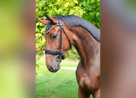 Oldenburg, Giumenta, 5 Anni, 168 cm, Baio