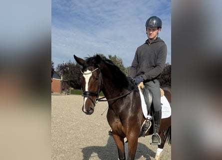 Oldenburg, Giumenta, 5 Anni, 168 cm, Baio