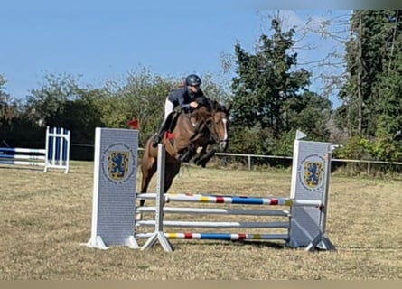 Oldenburg, Giumenta, 5 Anni, 168 cm, Baio