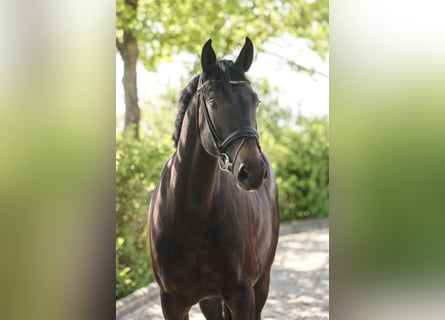 Oldenburg, Giumenta, 5 Anni, 168 cm, Baio scuro