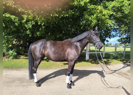 Oldenburg, Giumenta, 5 Anni, 168 cm, Morello