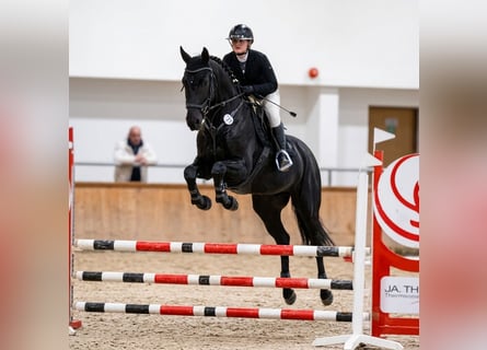 Oldenburg, Giumenta, 5 Anni, 168 cm, Morello