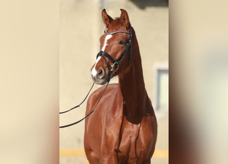 Oldenburg, Giumenta, 5 Anni, 168 cm, Sauro