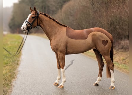 Oldenburg, Giumenta, 5 Anni, 168 cm, Sauro