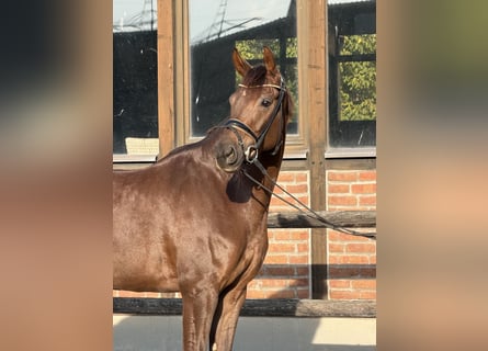 Oldenburg, Giumenta, 5 Anni, 170 cm, Sauro scuro