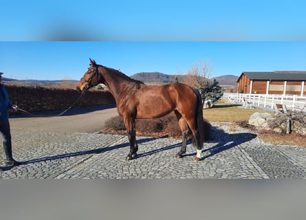 Oldenburg, Giumenta, 5 Anni, 172 cm, Baio