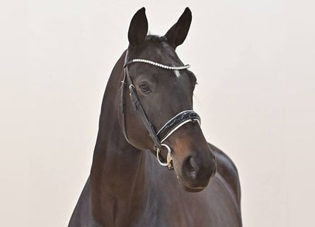 Oldenburg, Giumenta, 5 Anni, 172 cm, Baio nero