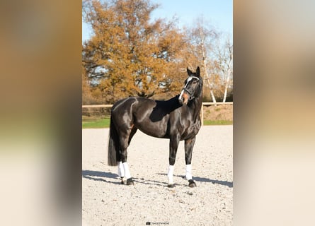 Oldenburg, Giumenta, 5 Anni, 172 cm, Baio scuro