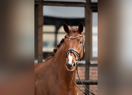 Oldenburg, Giumenta, 5 Anni, 172 cm, Sauro scuro