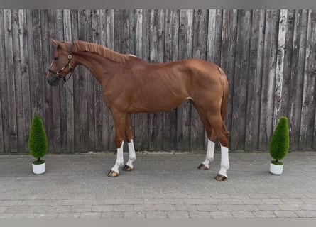 Oldenburg, Giumenta, 5 Anni, 173 cm, Sauro